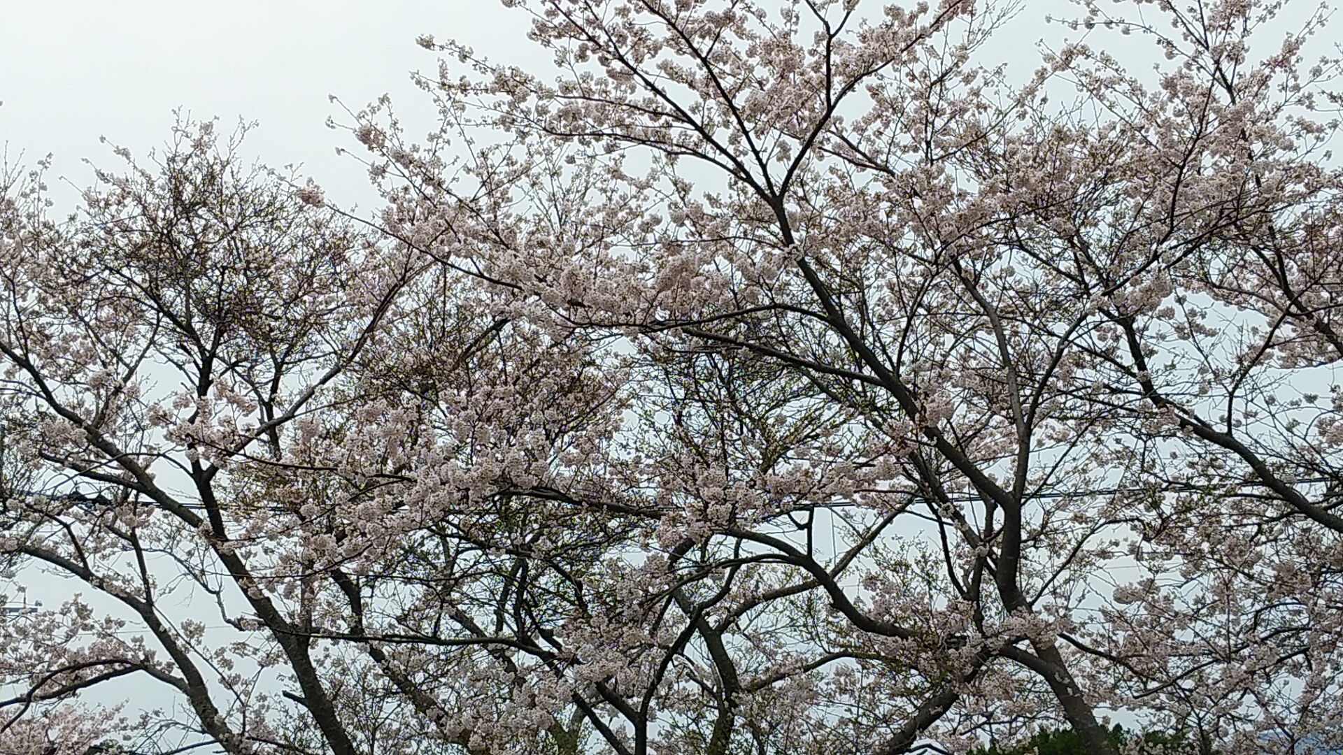 22年桜